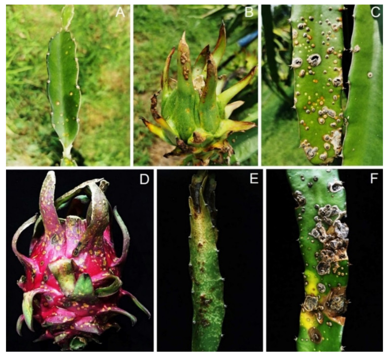 Dragon fruit stem canker or fungal lesion (field photo)