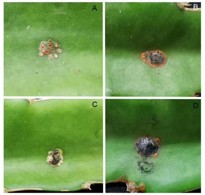Dragon fruit stem canker or fungal lesion (field photo)