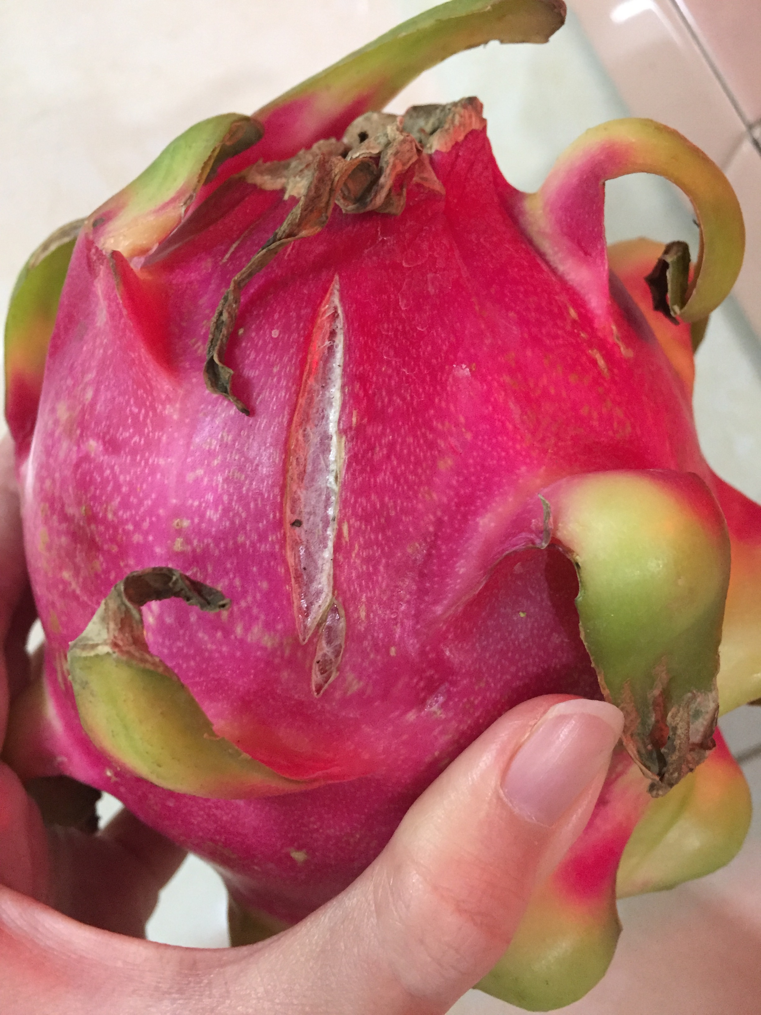 Dragon fruit fruit lesion (field photo)