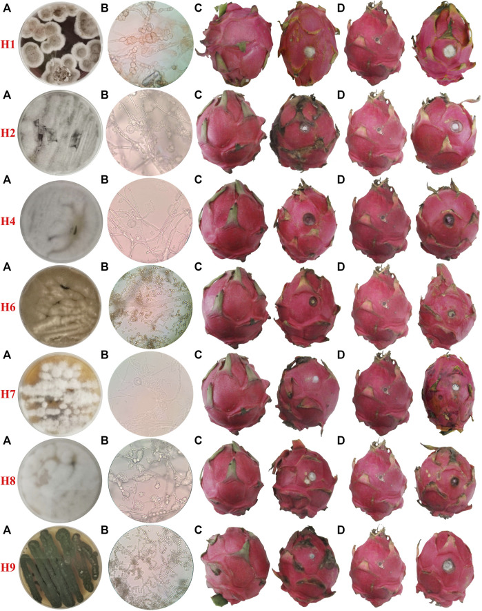 Dragon fruit soft decay or rot (field photo)