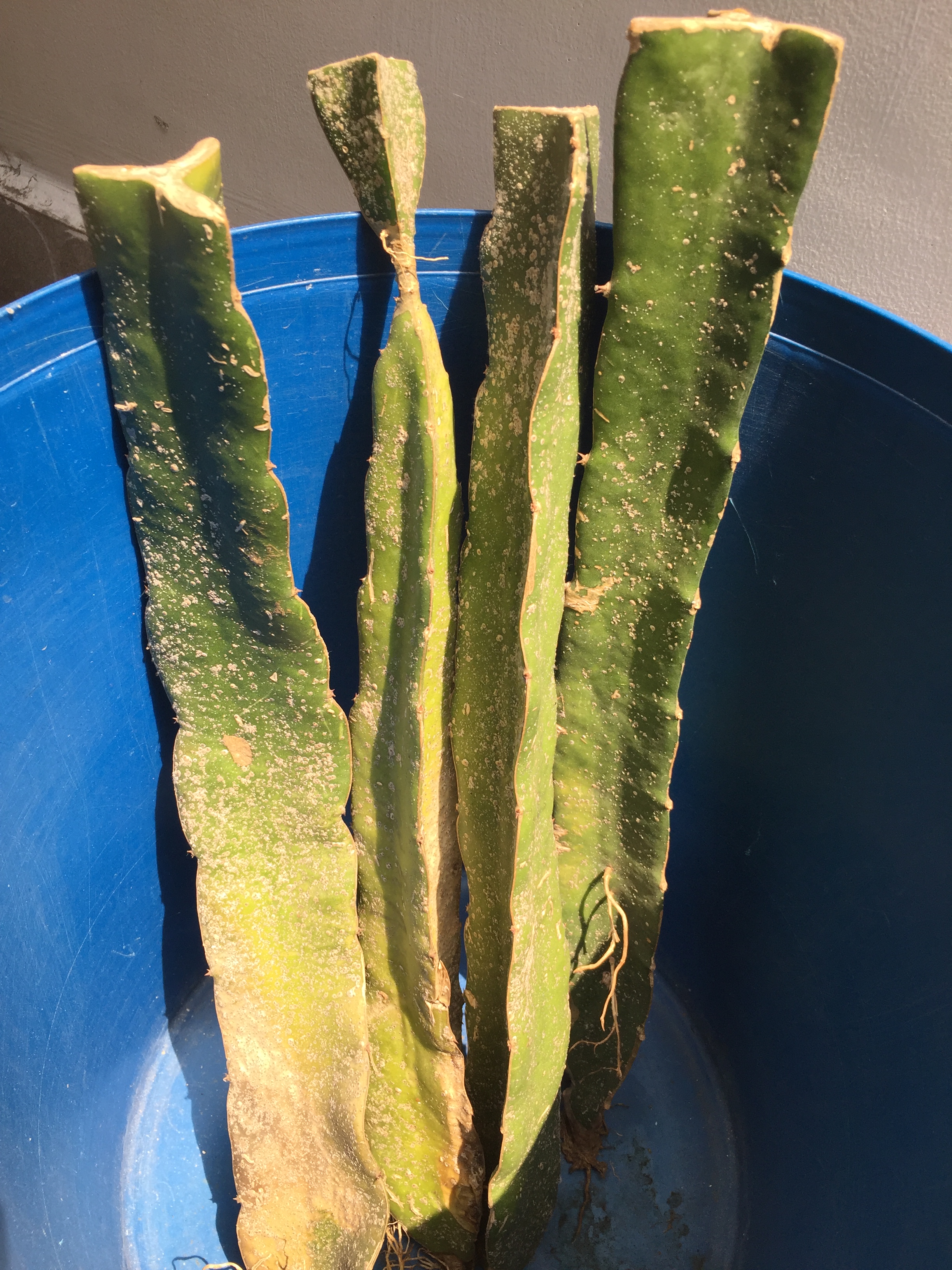 Dragon fruit stem canker or fungal lesion (field photo)