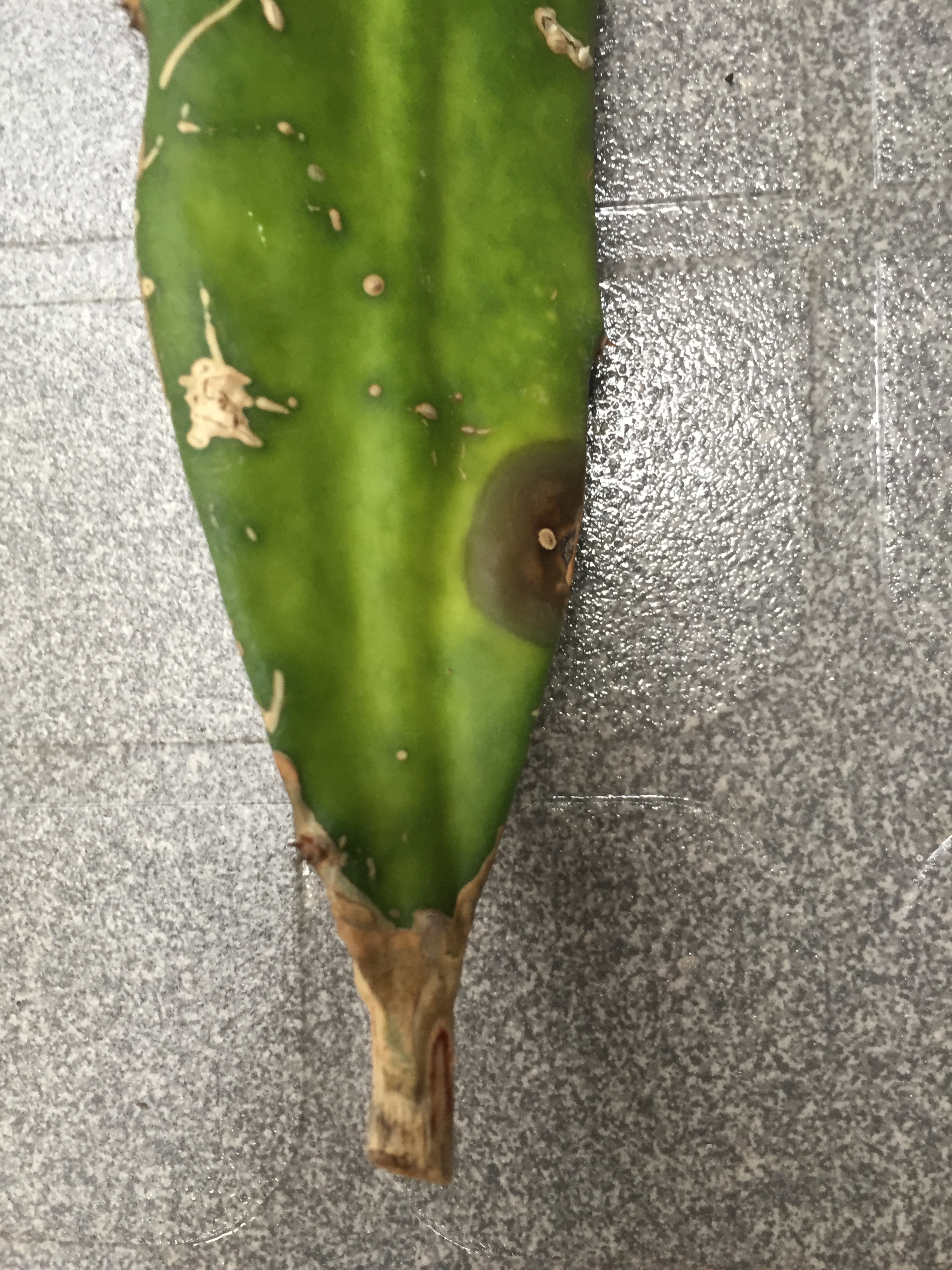 Dragon fruit stem canker or fungal lesion (field photo)