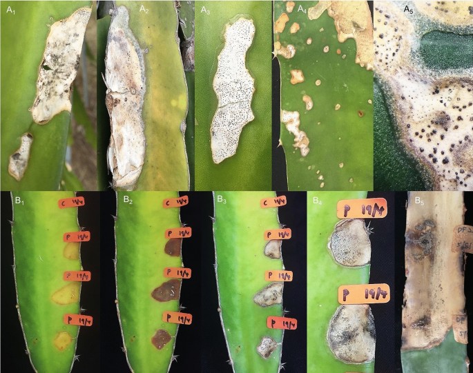 Dragon fruit fruit lesion (field photo)