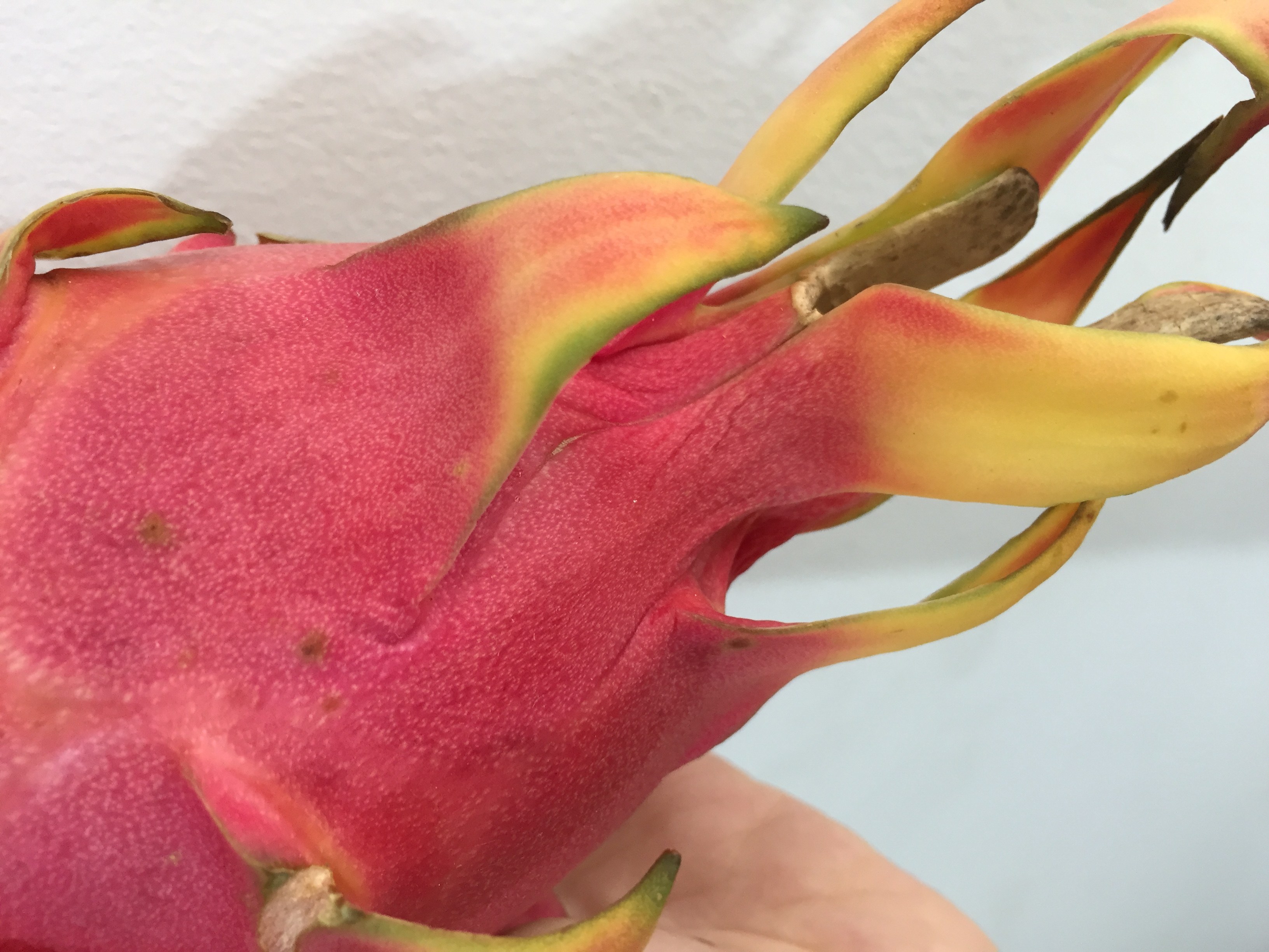 Dragon fruit yellowing with scale (field photo)