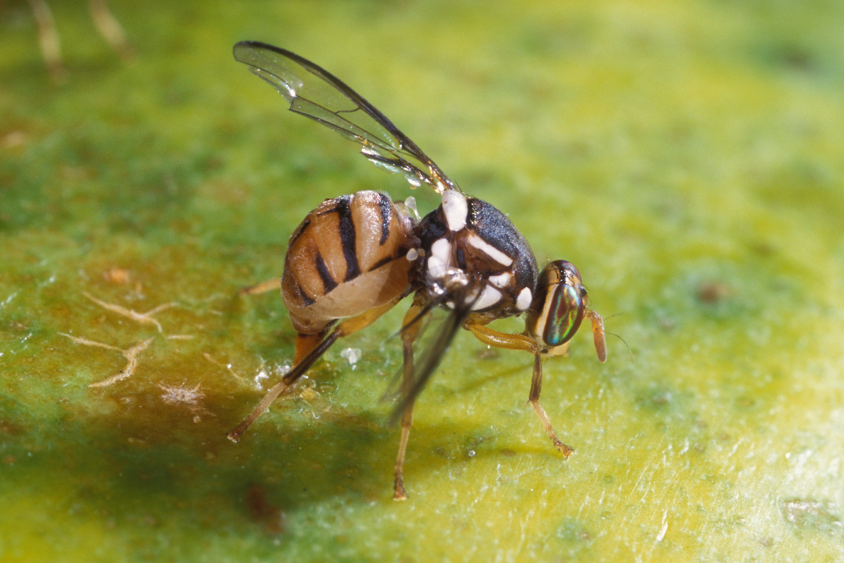 Dragon fruit fruit-fly damage (field photo)