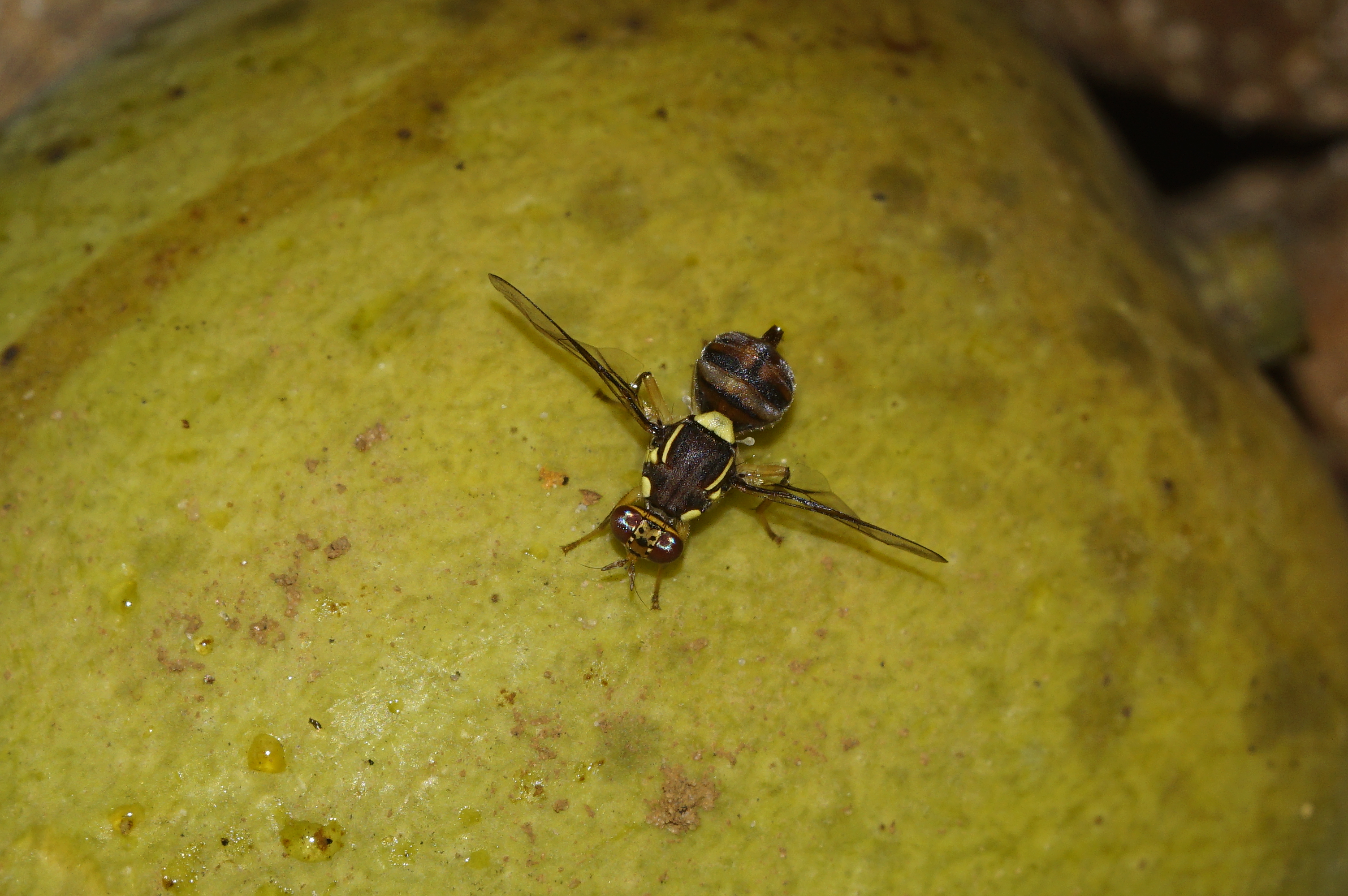Dragon fruit fruit-fly damage (field photo)