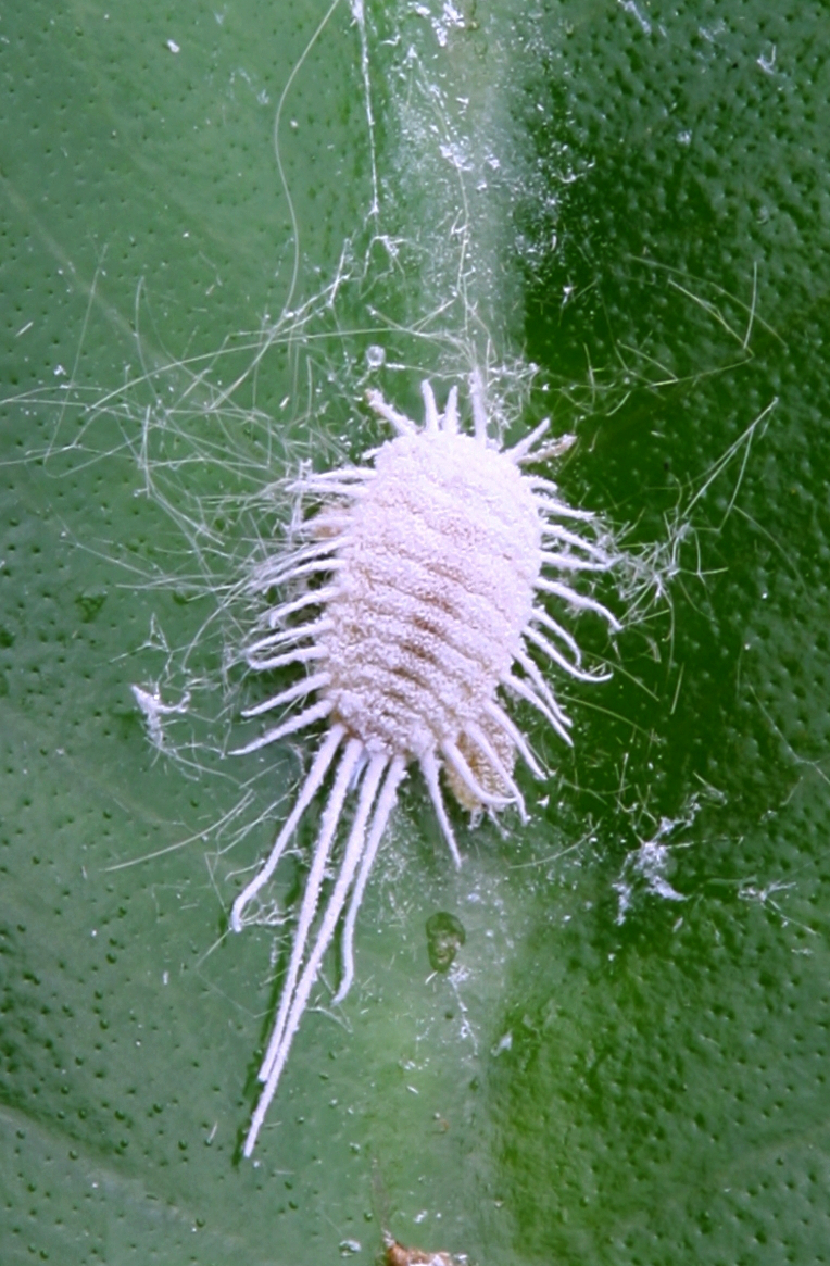 Mealybug or scale insect on dragon fruit (field photo)