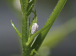 Mealybug or scale insect on dragon fruit (field photo)