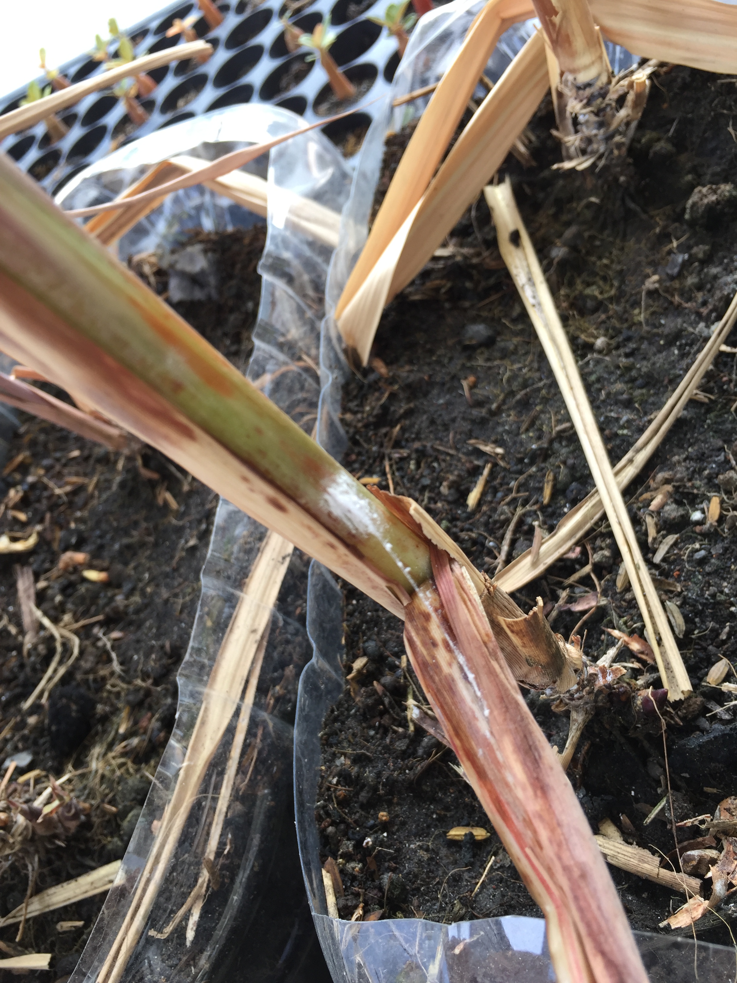 Mealybug or scale insect on dragon fruit (field photo)
