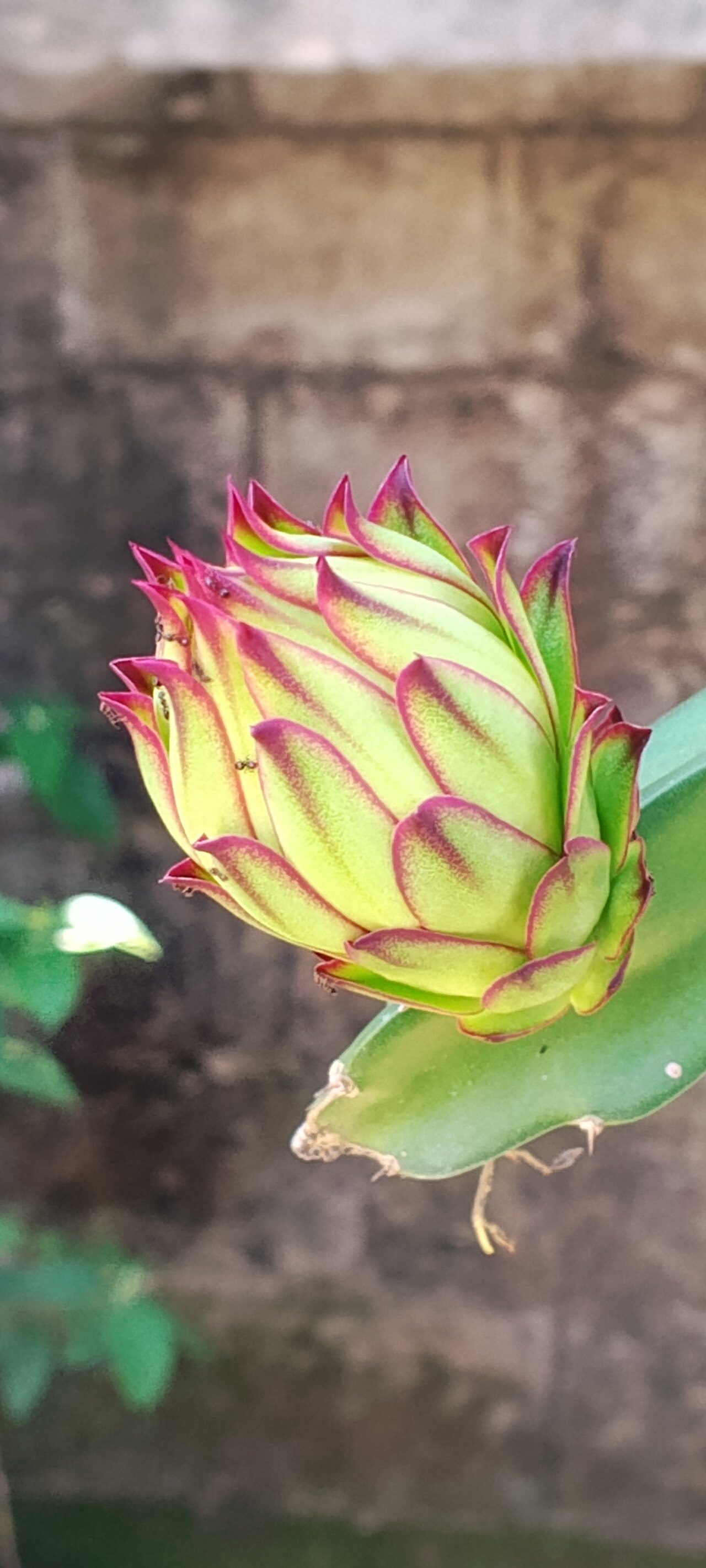Young dragon fruit flower - representative photo