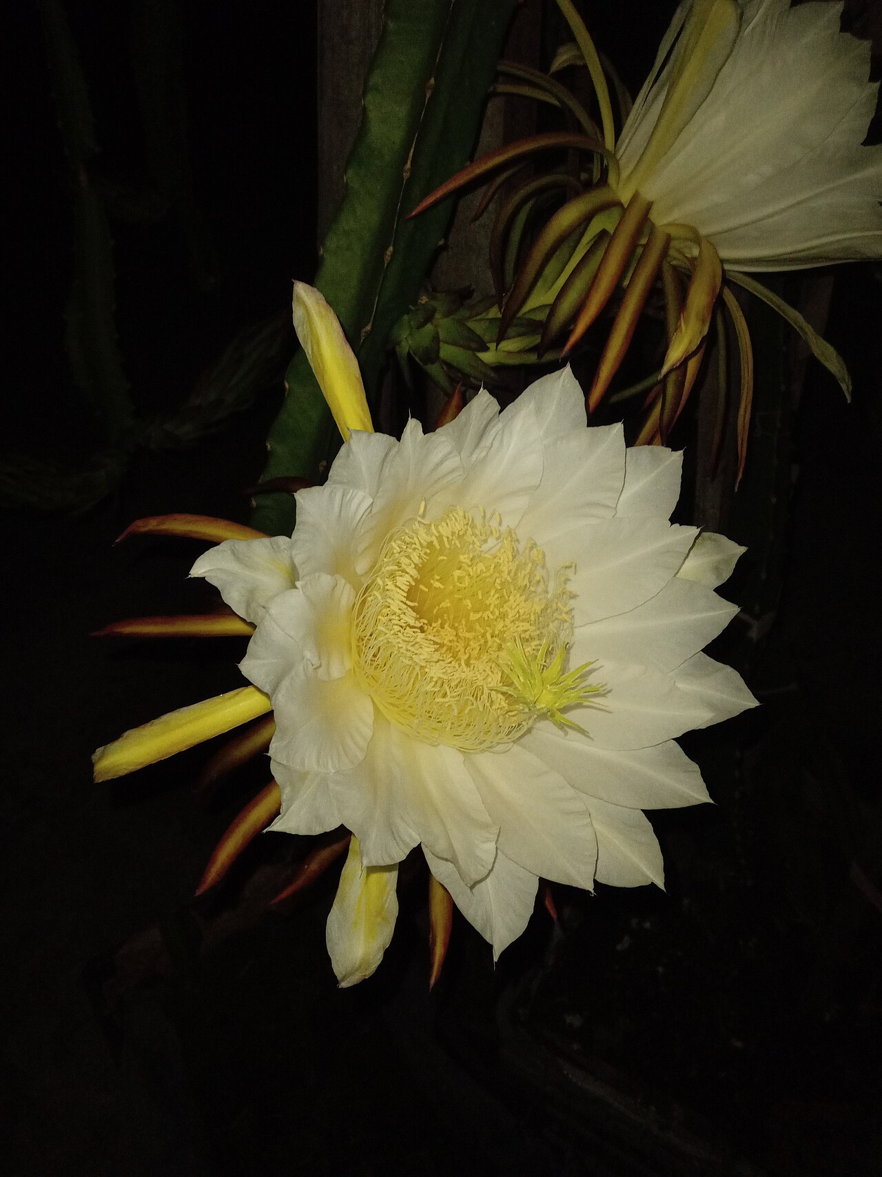 Dragon fruit flower blooming at night - representative photo