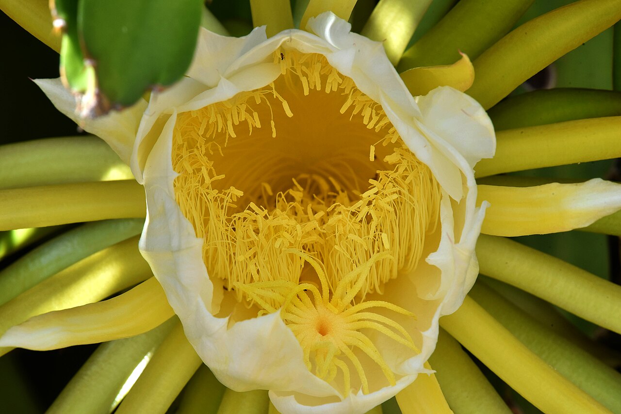 Inside a dragon fruit flower - representative photo